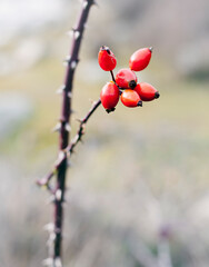Bayas de rosal silvestre en otoño