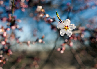 Almendro en flor. España