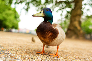 Duck living in a city park. Duck portrait
