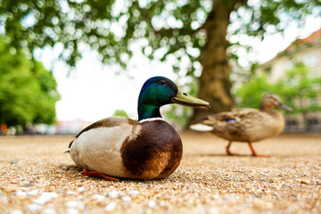 Duck living in a city park. Duck portrait