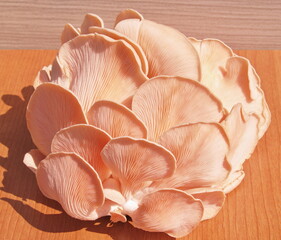 Fototapeta na wymiar Rose Oyster mushrooms with wooden background