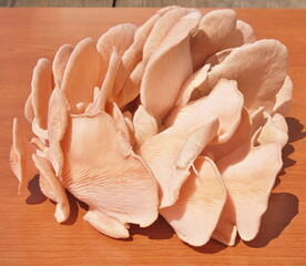 Rose Oyster mushrooms with wooden background