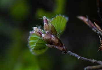 beechleaf