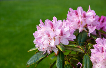 pink-blooming rhododendron flowers in the spring