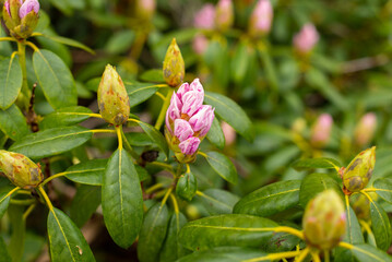 pink purple rhododendron buds in the spring garden