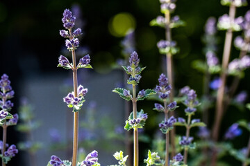 flowers in the garden
