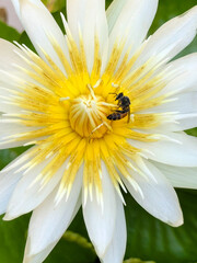 Honeybee and white lotus with yellow pollen