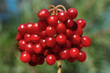 Berries of red ripe medicinal viburnum photographed close up on a green background on a sunny day. Bright rays and blue sky.