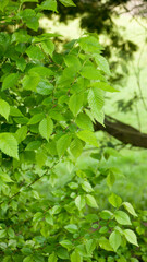 Fototapeta na wymiar Arbusto de hojas verdes en campo