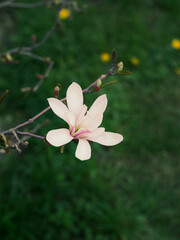 Magnolia tree branch with delicate white flowers close up in garden spring time. Bright blossom blurred bokeh background, floral nature seasonal greeting card. Tender blooming petals in sunset light.