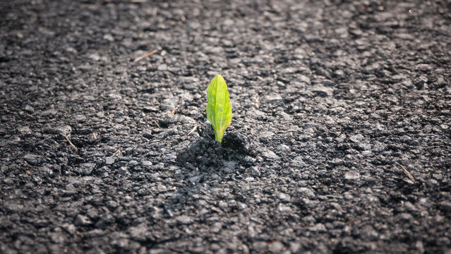 Pequeño brote de planta con hojas verdes atravesando suelo de asfalto