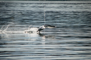 Naklejka premium swan flying lake leman sunrise in Geneva Switzerland