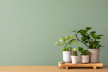 Creative composition of botanic home interior design with lots of plants in designed pots and accessories on the chest of drawers. Green wall. copy space. Nature and plants love concepts - obrazy, fototapety, plakaty