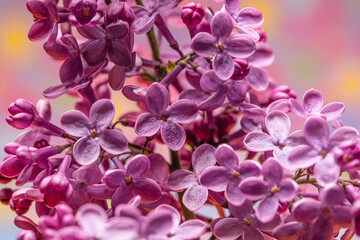 blooming pink flowers