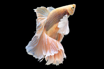 Beautiful movement of red betta fish, Siamese fighting fish, Cupang,  Halfmoon betta (Rosetail), Rhythmic of betta splendens isolated on black background.