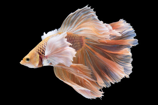Beautiful movement of red betta fish, Siamese fighting fish, Cupang,  Halfmoon betta (Rosetail), Rhythmic of betta splendens isolated on black background.