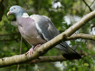 A Woodpigeon (Columba palumbus) looking for food on a lawn