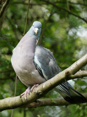 A Woodpigeon (Columba palumbus) looking for food on a lawn