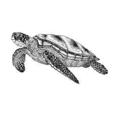 Obraz premium Sea turtle. Hand drawn illustration converted to vector. Vector with animal underwater.