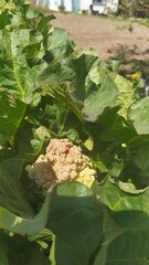 grapes in the vineyard