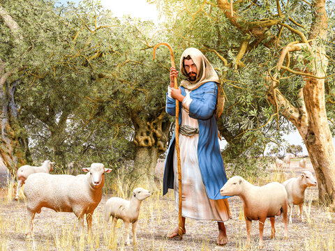 Bible shepherd and his flock of sheep in an Olive Grove