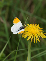 An Orange-Tip (Anthocharis cardamines) butterfly on a yellow dandelion head flowe