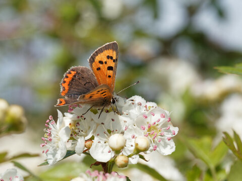 A Small Copper (Lycaena phlaeas) butterfly on tree blossom
