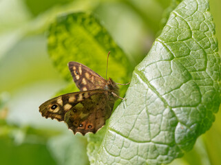 A Speckled Wood (Pararge aegeria) butterfly on green nettle leaf