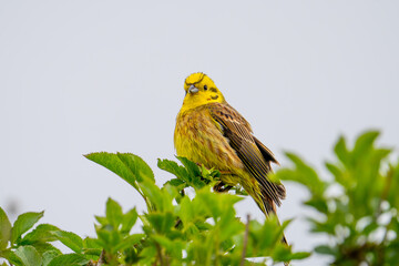 Goldammer (Emberiza citrinella)
