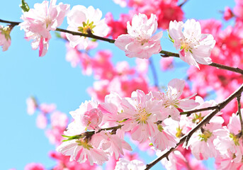四国の山の桜と花桃、桃源郷