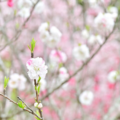 Fototapeta na wymiar 四国の山の桜と花桃、桃源郷