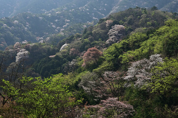 四国の山の桜と花桃、桃源郷