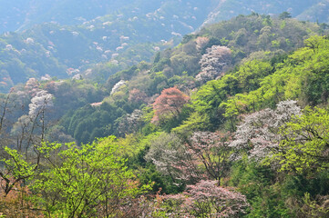 高知県土佐郡高須の棚田