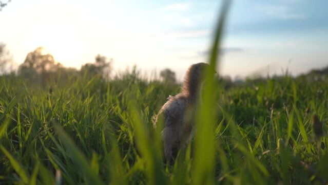Young baby chicken sits in the green grass. Slider shot. 