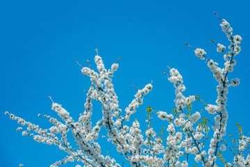 Cherry tree/Cerisier