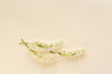 Three branches of blooming white bird cherry on a plain, delicate pastel background.