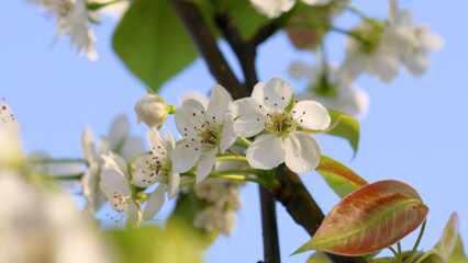 梨の花のアップ