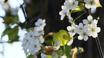 梨の花のアップ