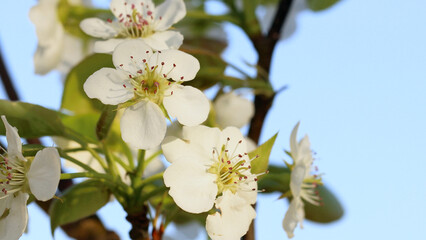 梨の花のアップ