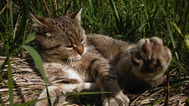 Cat resting in the grass, yawning and licking fur
