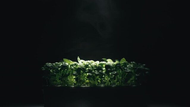 Laboratory cultivation of aromatic green plants and black background