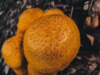 Mushroom in the forest