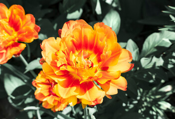 Orange peony tulips in the spring garden. Blooming tulips close up.