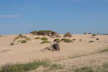 Vega Baja del Segura - Guardamar del Segura - Paisaje de dunas y vegetación junto al mar...