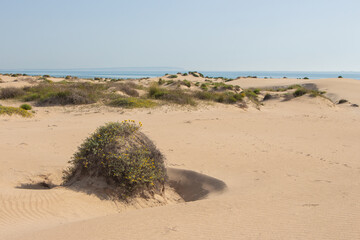Vega Baja del Segura - Guardamar del Segura - Paisaje de dunas y vegetación junto al mar...