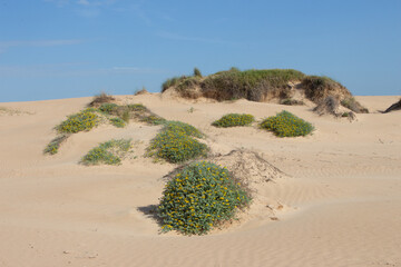 Vega Baja del Segura - Guardamar del Segura - Paisaje de dunas y vegetación junto al mar Mediterráneo
