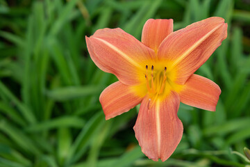 Fototapeta premium Taglilie orange