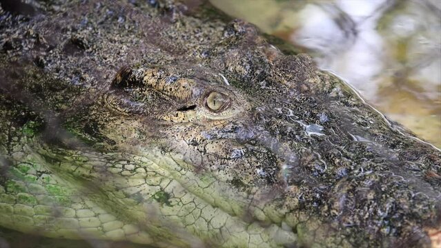 Fotage 4k close up of an eye of a crocodile	

