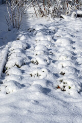 Fototapeta na wymiar Garden bed with strawberries covered with freshly fallen snow on a May morning