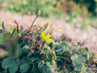 flowers in the garden